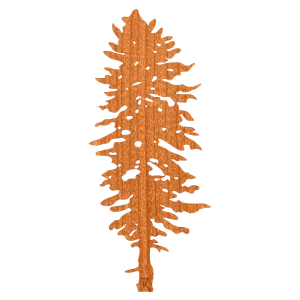Doug Fir Wood Sticker