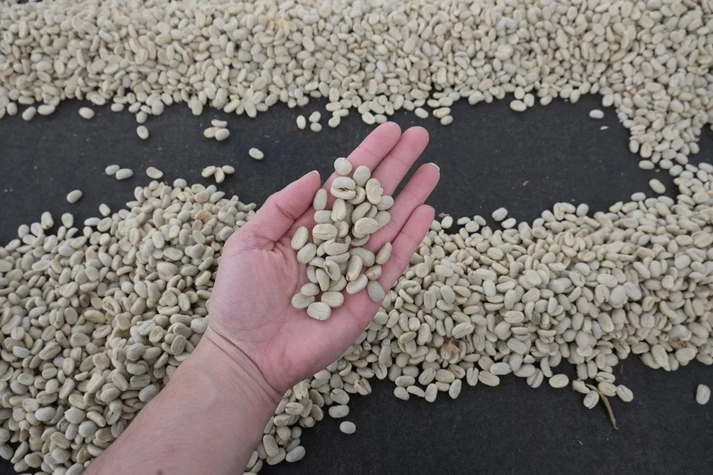 Nicaragua La Fuente Washed Arabica Roasted Coffee